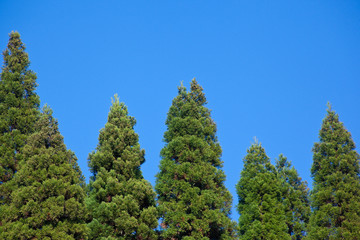 Obraz premium 杉の木立