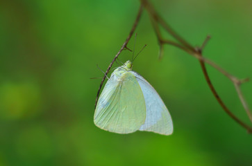 butterfly on a leaf 