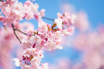 早春の河津桜	
