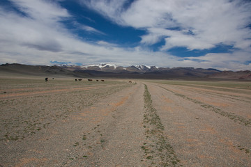 Fototapeta na wymiar horses in the grassland of Mongolia