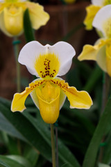 Close up Shot of Lady’s Slipper Orchid [Paphiopedilum Callosum] in the Garden.