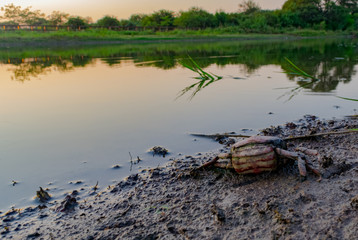Caparazón de Cangrejo al costado de la laguna