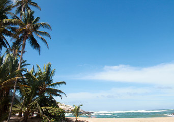 Playa con palmas en Cabo San Juan Parque Tayrona