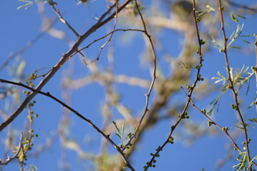 Fototapeta na wymiar A spring background not yet leafed. 