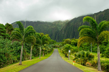 road in forest