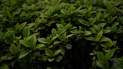concept green
