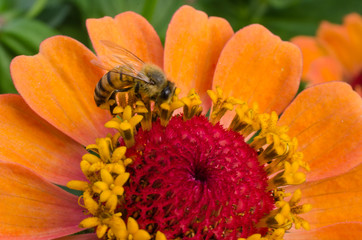 Bee pollinating an orange and red flower.