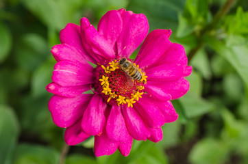 Obraz premium Bee resting on a pink flower in the botanical garden.