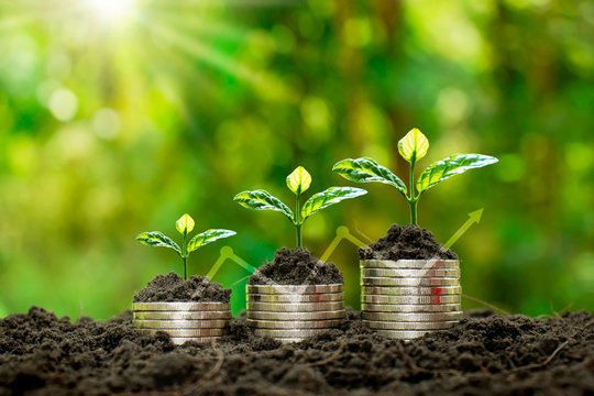 Plant small plants on coins stacked on the concept of saving money and growing money.