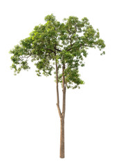 Tree isolated on the white background.