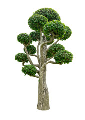 Beautiful dwarf tree