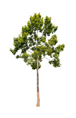 Tree cut white background.