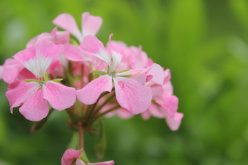 pink wild flower plants blooming in the yard of the house