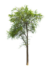 Photos of trees cutting off the white floor