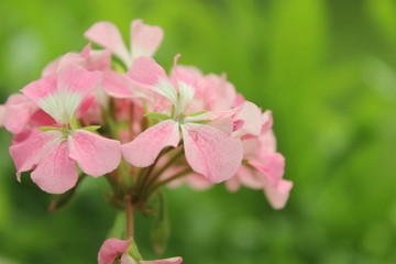 pink wild flower plants blooming in the yard of the house