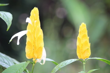 yellow wild flower plants blooming in the yard of the house