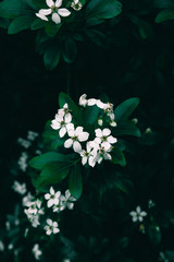 White flowers in garden. Floral nature background. Spring flowers in bloom. Blossoming flowers in spring season. Flower background.