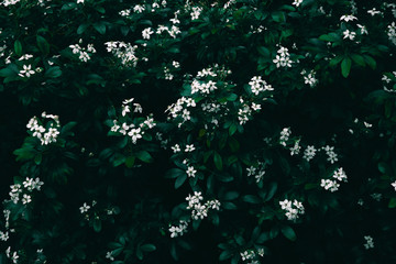 White flowers in garden. Floral nature background. Spring flowers in bloom. Blossoming flowers in spring season. Flower background.