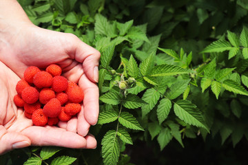 fresh picked raspberries for demonstration