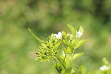 Japanese yellowish white flowers bloom in the yard of the house