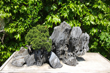 Very old Bonsai tree in garden in Shanghai, China