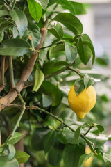 Large lemon hanging on a branch of a lemon tree.