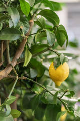 Large lemon hanging on a branch of a lemon tree.