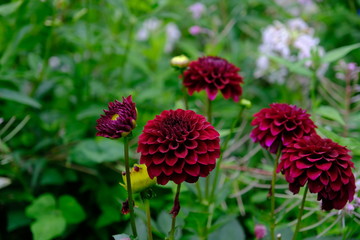 赤いダリア＿花言葉＿華麗