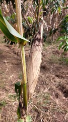 Fototapeta premium Milho 