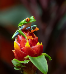 Red-eyed Tree Frog in Costa Rica 