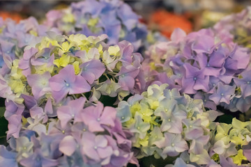 Selective focus on beautiful bush of blooming blue, purple Hydrangea or Hortensia flowers Hydrangea macrophylla 