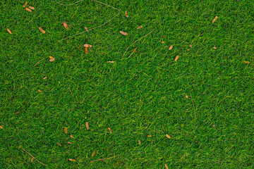 Green grass pattern and texture for background. Close-up