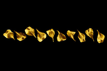 Golden flower petals isolated closeup black background, gold metal floral border, foliage ornament,...