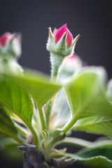 Red Apple Flower Buds . Blooming apple blossom on tree branch. Macro Close up with blurred foreground