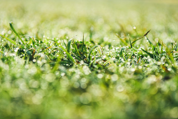 Close-up Water drops on flowers grass and sunrise background in the morning Vintage tone.