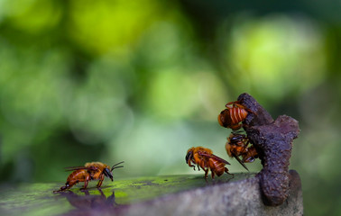 abelhas nativas brasileiras
