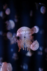 Aurelia aurita jellyfish close-up in aquarium, close up 