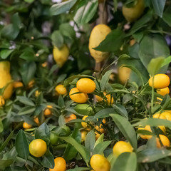 Bunches of fresh yellow ripe lemons on lemon tree branches.