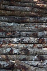 mangrove wood stacking texture