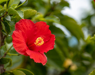 Beautifull red flower blossom on live plant with green leaves. Red Camellia Theaceae bloom with yellow stamen closeup.
