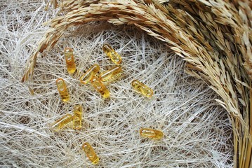 Rice bran oil capsules containing gamma oryzanol, concentrated 6 times more antioxidant than...