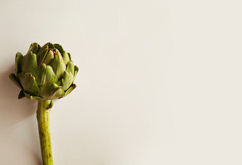 artichoke on white background