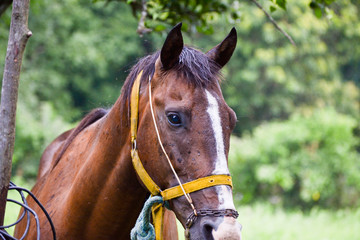 Fototapeta premium portrait of a horse