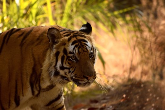 A huge muscular male tiger close up