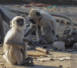 a perfect click of monkey