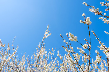 【写真素材】白梅の花と青空　広角　コピースペース