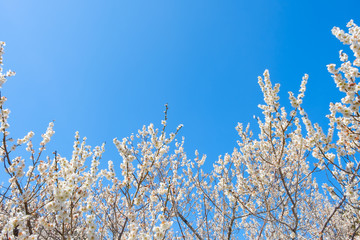 【写真素材】白梅の花と青空　広角　コピースペース