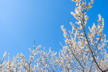 【写真素材】白梅の花と青空　広角　コピースペース