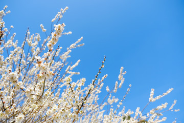 【写真素材】白梅の花と青空　広角　コピースペース