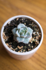 Lovely succulent plants, they are planted in beautiful flowerpots